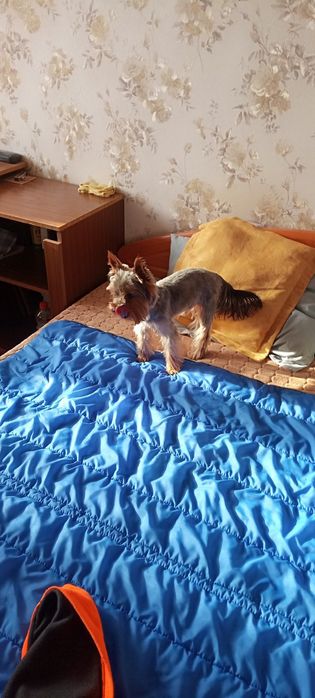 Потрібна случка,йоркшерскій терьєр ,хлопчик