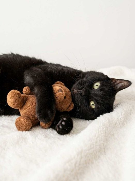 Setúbal / Margem Sul / Lisboa — BLACK, gatinho para adoção
