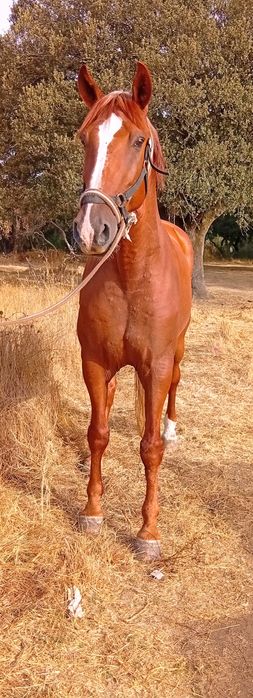 Cavalo manso montado
