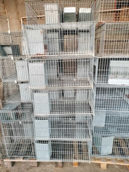 Coelheiras  para coelhos