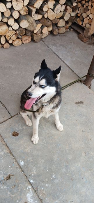 В'язка Сибірський Хаскі.