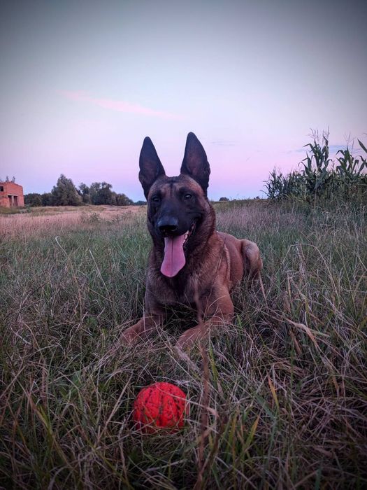 Бельгийская овчарка,вязка!!!Старший солдат ЗСУ!Гусары денег не берут!