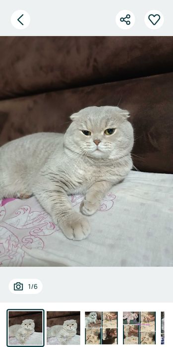 Продам котят скотиш страйт