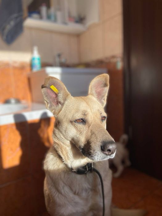 Шукає дім, чарівна собачка Нала