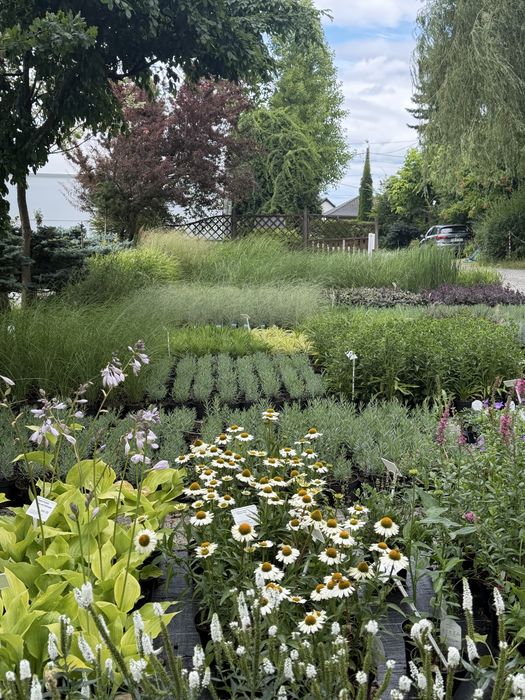 Trawy ozdobne, Miskant, lady in red, Rozplenica, Hakonechloa, proso, sesleria, trzcinnik, turzyca
