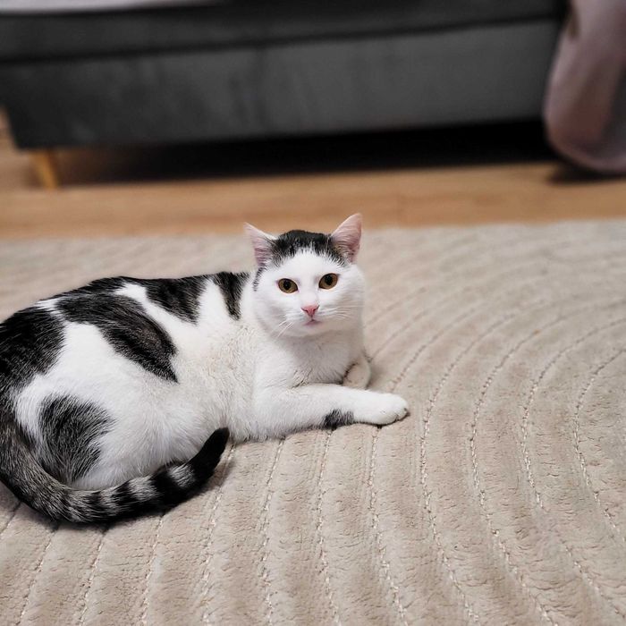 Kotka Jagusia - wdzięczna, łagodna, kanapowiec :)