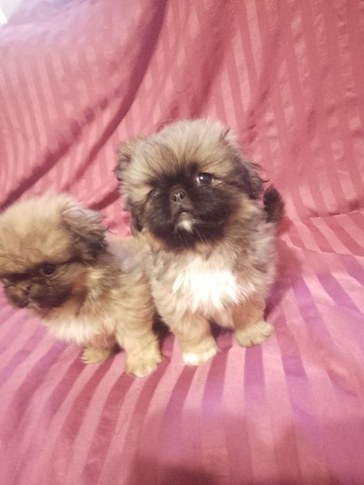 Продаються пекінеси!