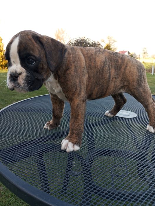 Bokser suczka samica