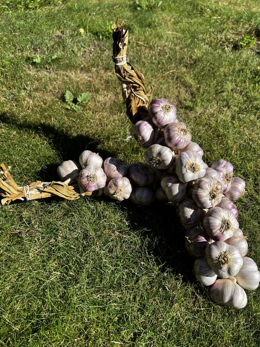 Warkicze czosnku - czosnek