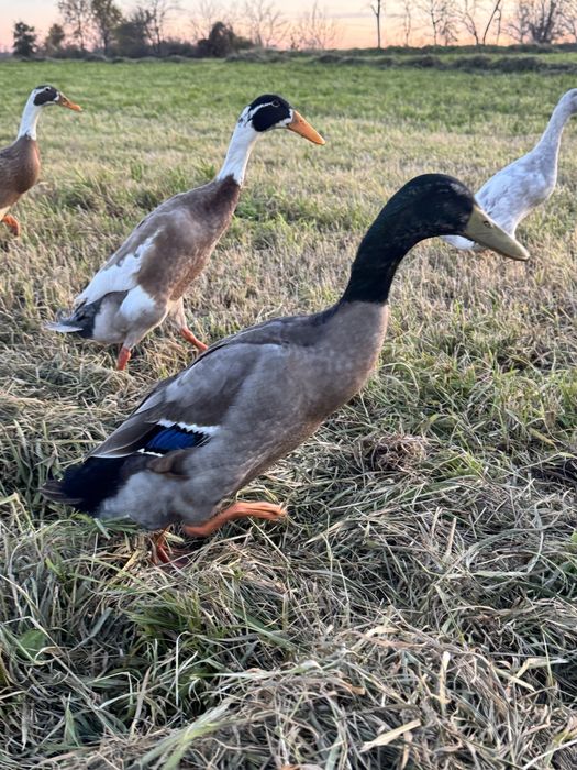 Biegusy indyjskie biegus kaczka kaczory  dziki , srokate