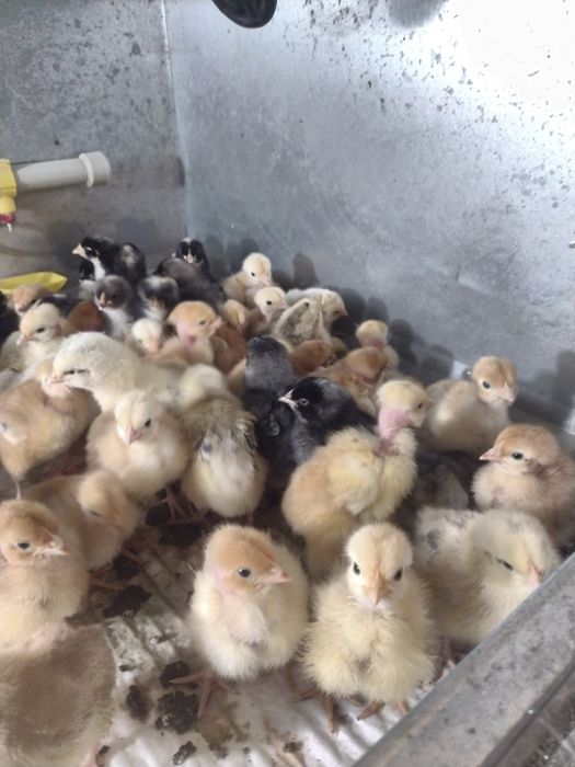 Бройлери та курчата несучки