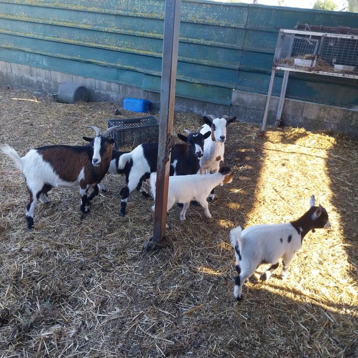 Vendo Cabras anas