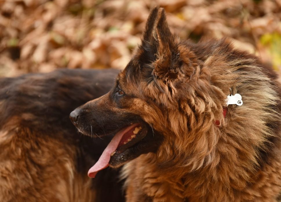 Duża suczka owczarek niemiecki do adopcji