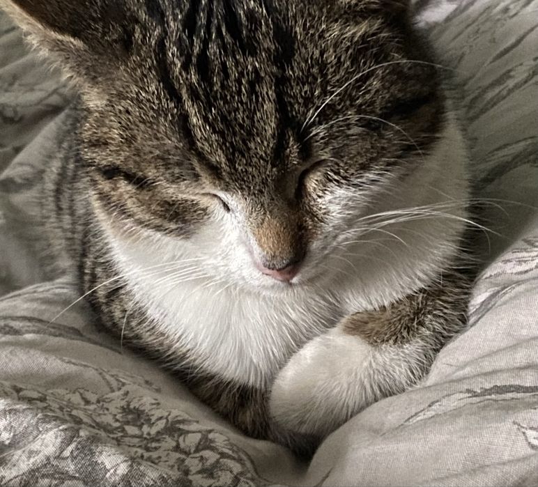 Zaginął kot Guzik (Świekatowo)