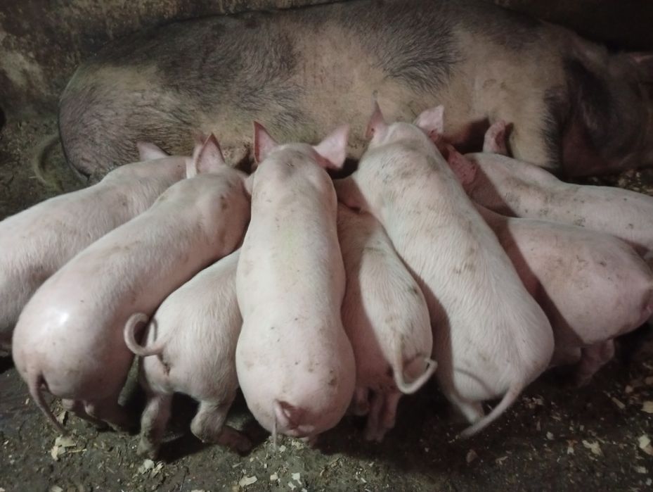 Готую до продажу поросята породи Петрен і Біла Українська