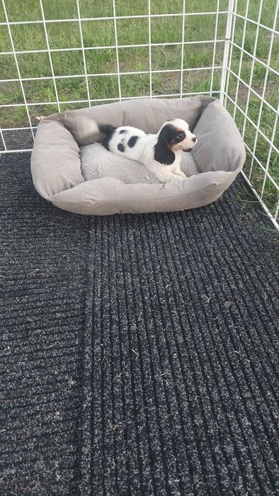 Cavalier king Charles spaniel szczeniak szczeniaki