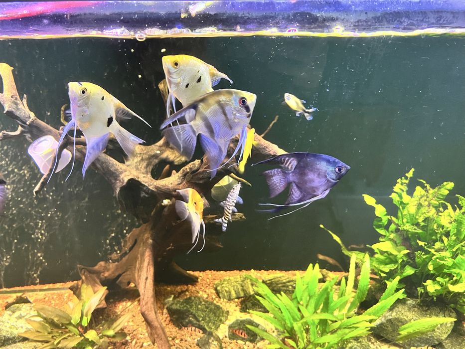 Skalar,skalary Red devil,koi,filipin black,filipin blue