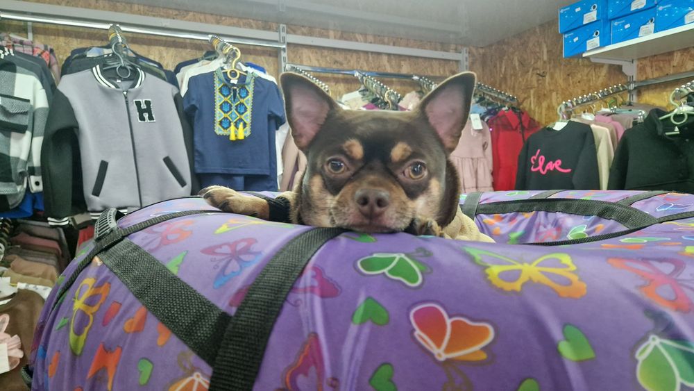 Чихуахуа   вязка