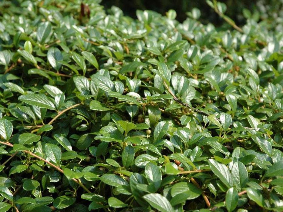 Irga Dammera Major - roslina kopana z gruntu