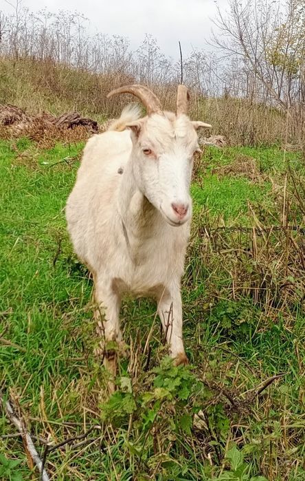 Ламанча (коротковуха) ярка та кітна