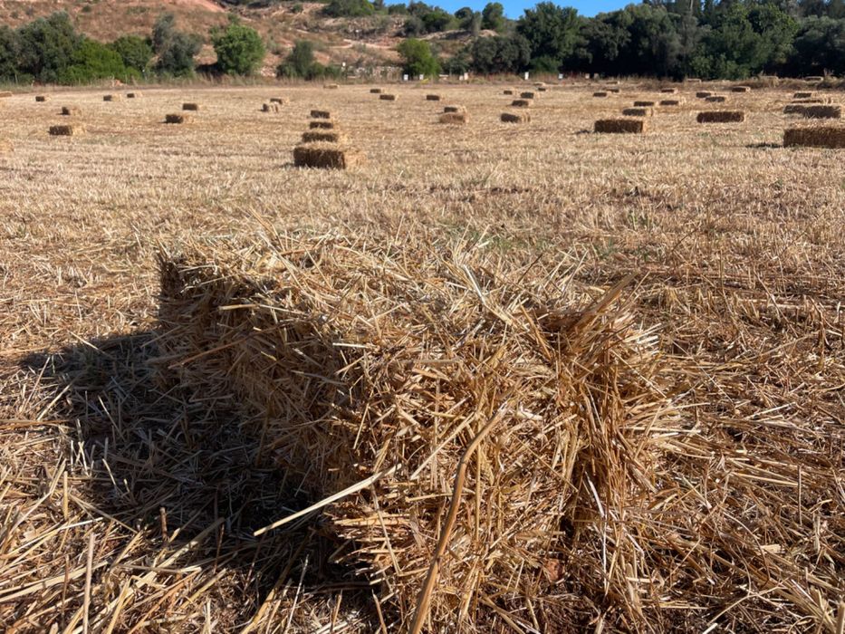 Fardos de feno semeados