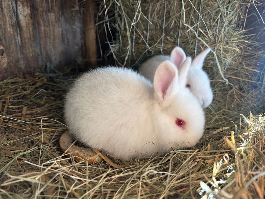 Mlode kroliki mieszance