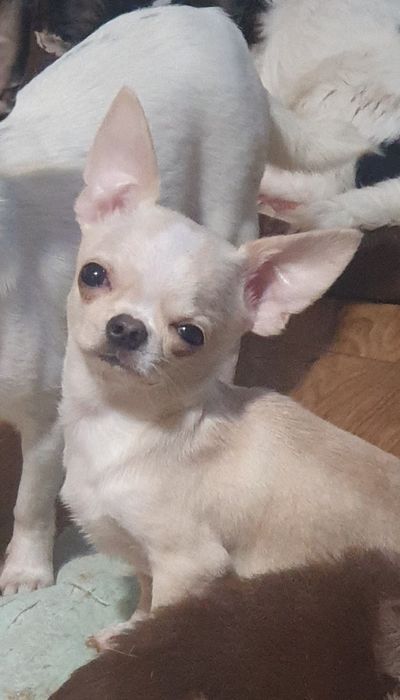 Гладкошерстный кремовый мальчик