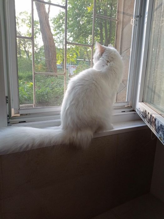 Отдам в хорошие руки