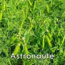 Groch siewny ASTRONAUTE C1 – Doskonały na paszę i konsumpcję
