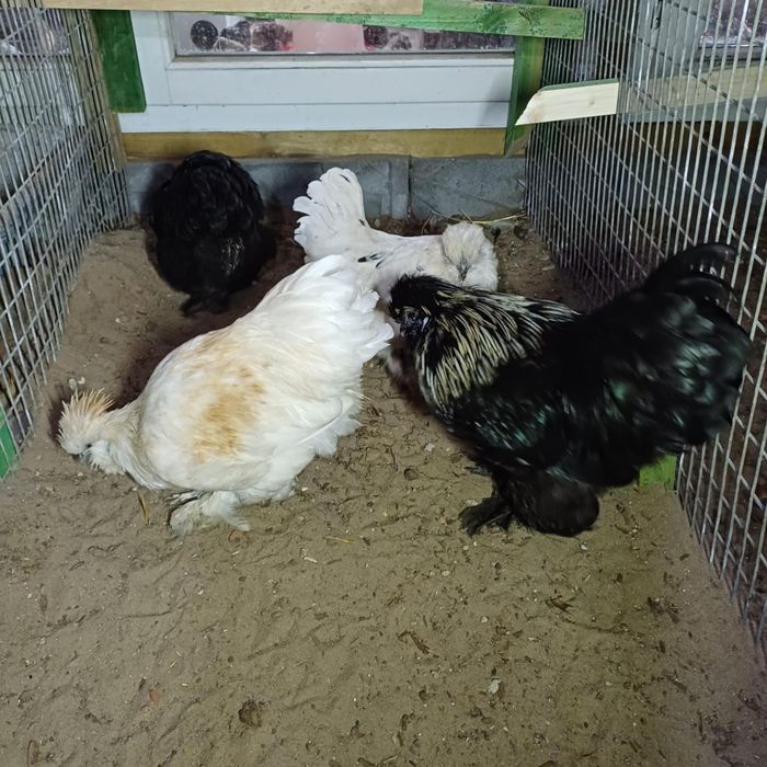 Kury ozdobne różne