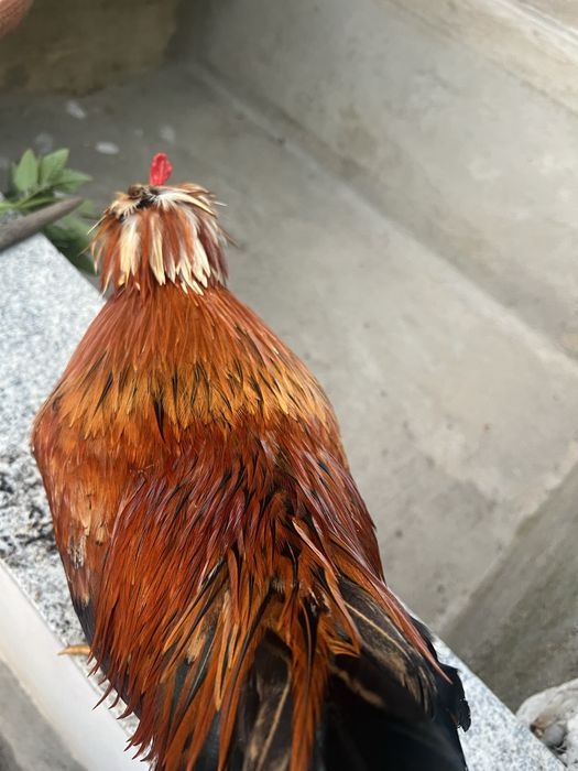 Granizo de idade nova