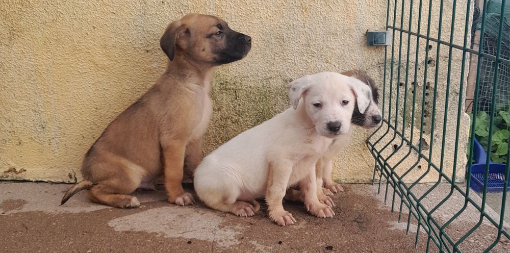 Cachorros para adoção