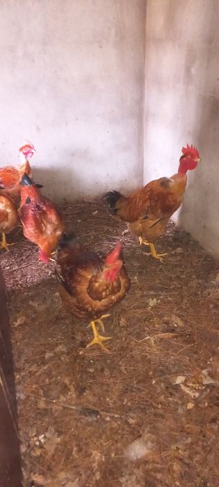 Frangos  caseiros  vermelhos