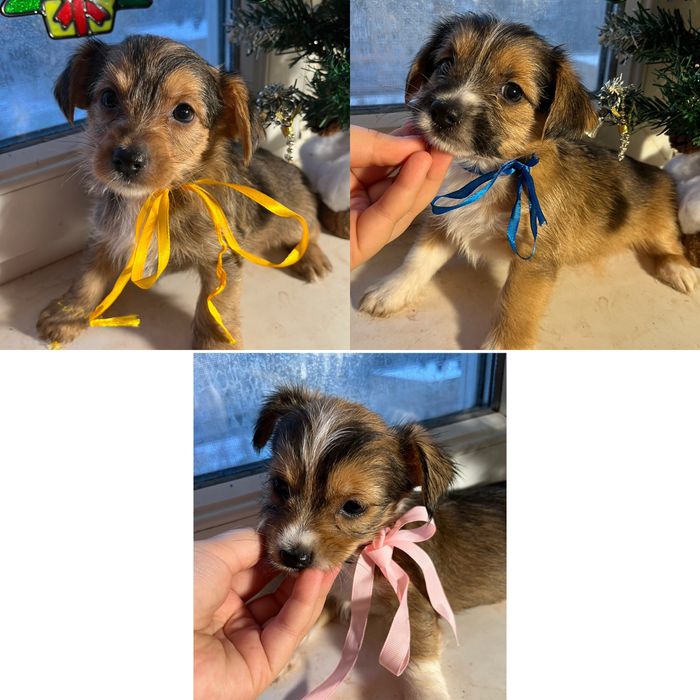 Цуценята   метиси