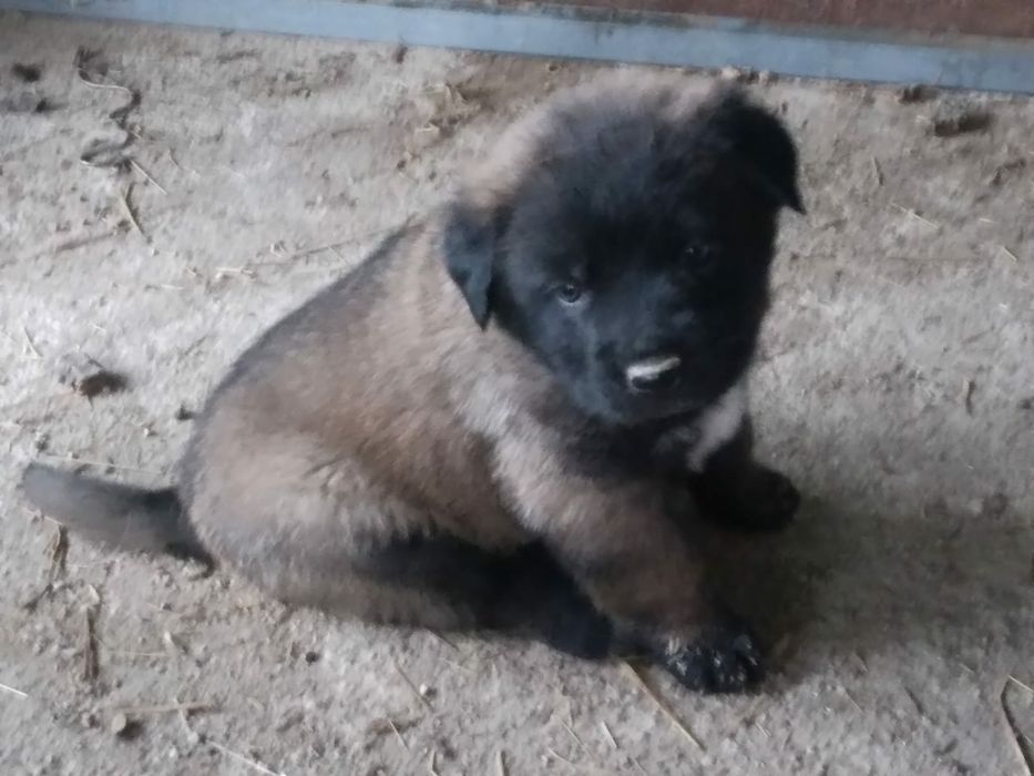 Serra da Estrela cachorros vendo