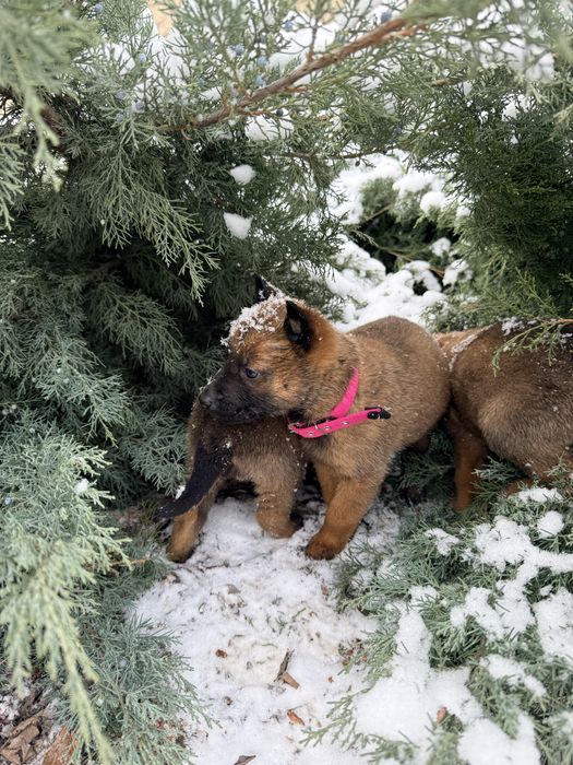 Щенки с документами  Бельгиской