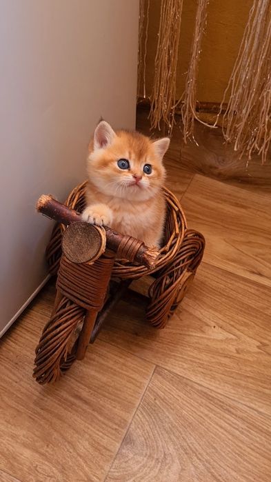 Бесподобный мальчик Золотая шиншилла