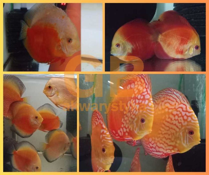 GB DYSKOWCE Paletka Red Turkus | Rozmiar "L" do 9cm