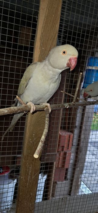 Aleksandretty obrozne Para