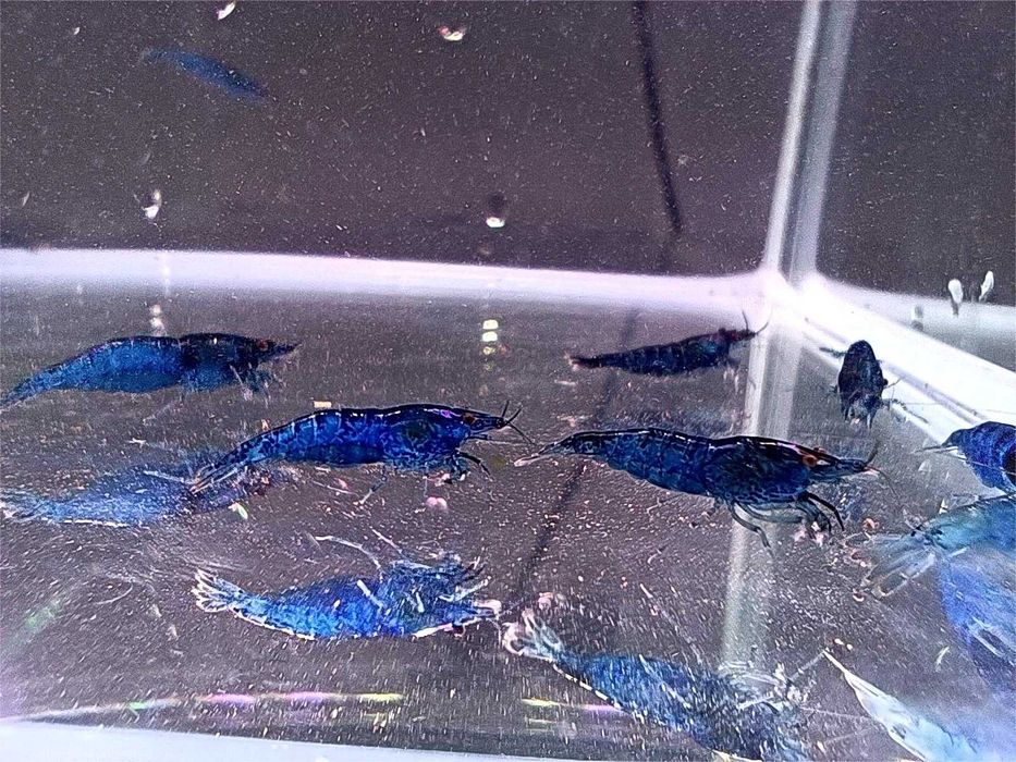 Krewetki Blue Velvet (Gratisy)