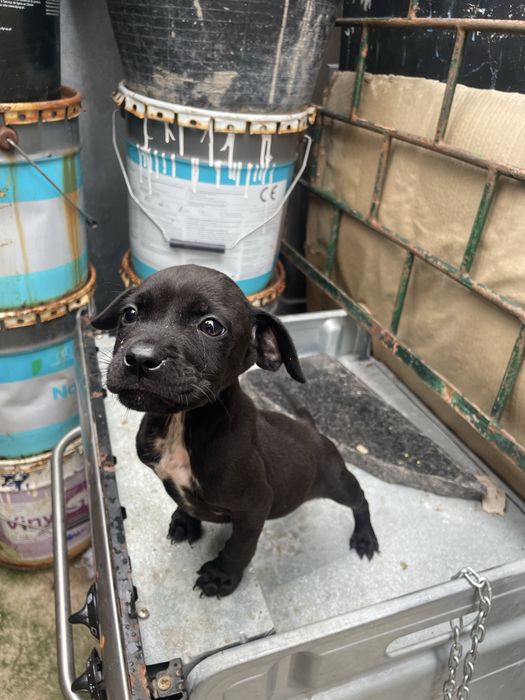 Filhote pitbull 6/7