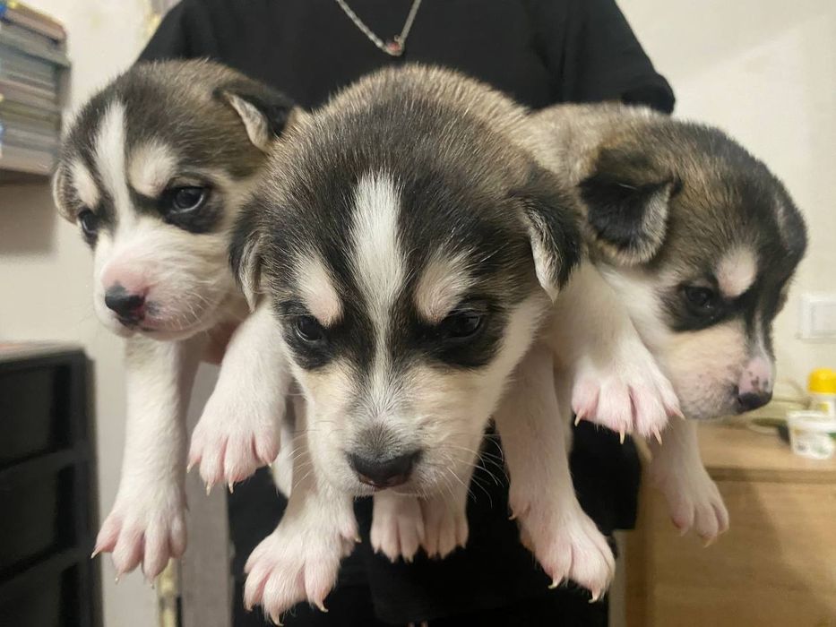 Цуценята   хаскі