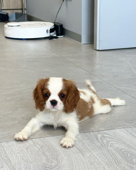 Кавалер кинг чарльз спаниель мальчик