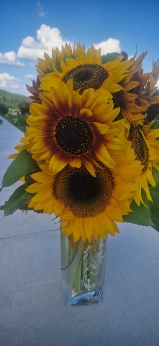 Słoneczniki i Bukiety Prosto z Natury