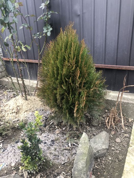 Туї різних видів