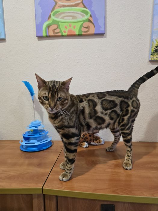 Бенгальський клубний кіт в'язка  бенгал вязка