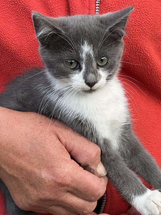 Кошеня шукає люблячу родину