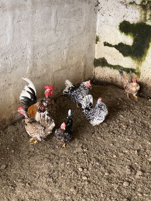 Ovos de garnisés carecas miniatura.