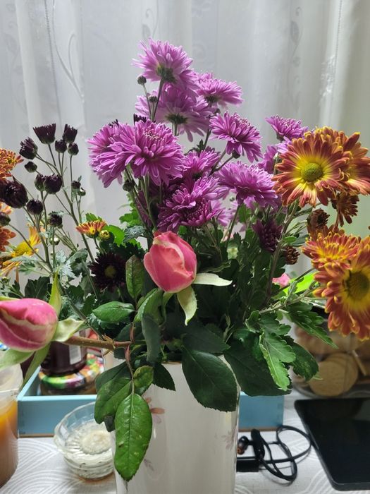 Продам  рассаду хризантем