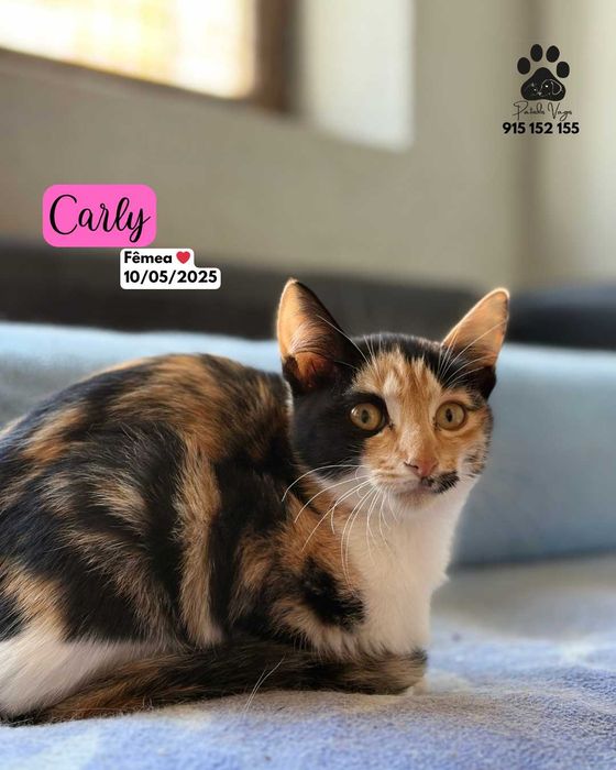 Gatinhos para adoção responsável